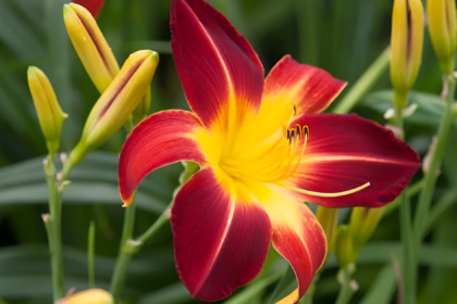 daylily stalk broke in transport bag