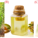 Lemongrass: Benefits, Uses, Nutrition, and How to Grow It at Home