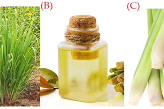 Lemongrass: Benefits, Uses, Nutrition, and How to Grow It at Home