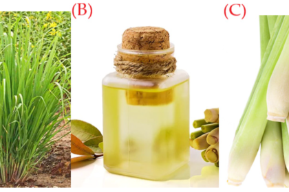Lemongrass: Benefits, Uses, Nutrition, and How to Grow It at Home