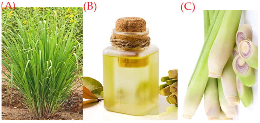 Lemongrass: Benefits, Uses, Nutrition, and How to Grow It at Home