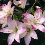 Pink Lilies: Meaning, Varieties, Care Tips, and Symbolism Explained