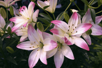 Pink Lilies: Meaning, Varieties, Care Tips, and Symbolism Explained