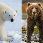 Polar Bears and Grizzlies: Key Differences, Similarities, and Hybrid Species Explained
