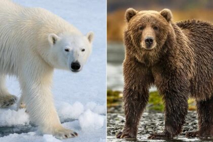 Polar Bears and Grizzlies: Key Differences, Similarities, and Hybrid Species Explained