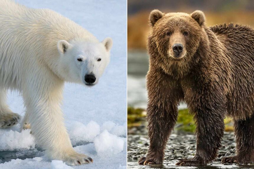 Polar Bears and Grizzlies: Key Differences, Similarities, and Hybrid Species Explained