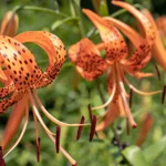 Everything About Flowers with Orange: Types, Meanings, Care Tips, and Growing Guide