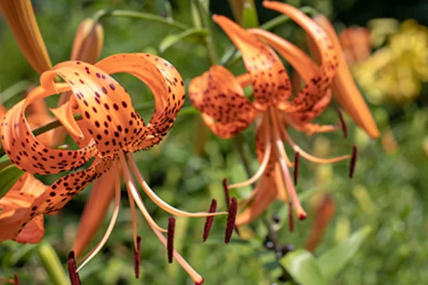 Everything About Flowers with Orange: Types, Meanings, Care Tips, and Growing Guide