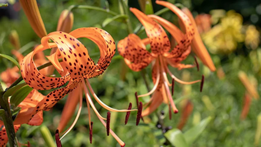 Everything About Flowers with Orange: Types, Meanings, Care Tips, and Growing Guide
